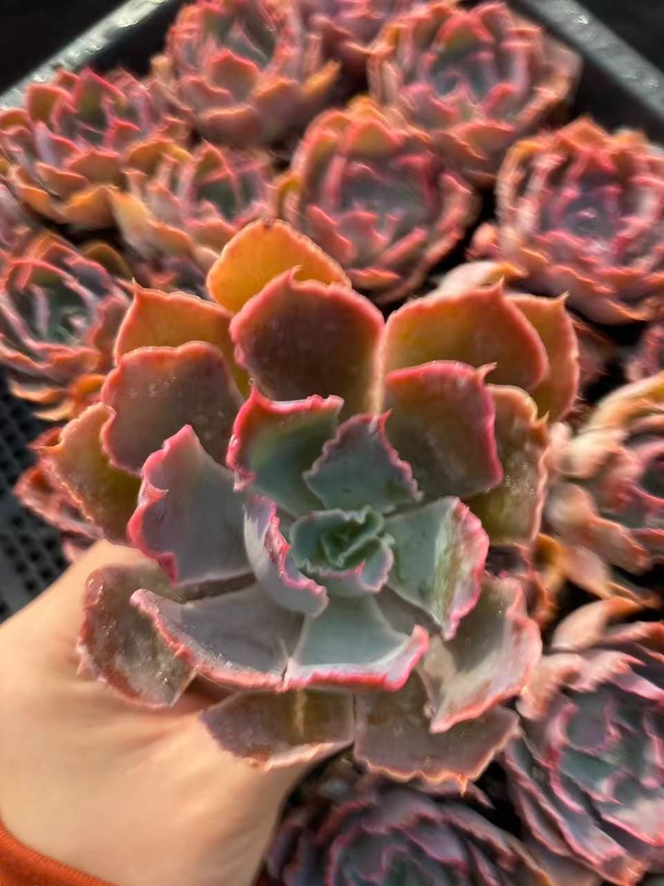 新入荷 20苗のカット苗セット バンカノマイ 多肉植物 第四種郵便にて