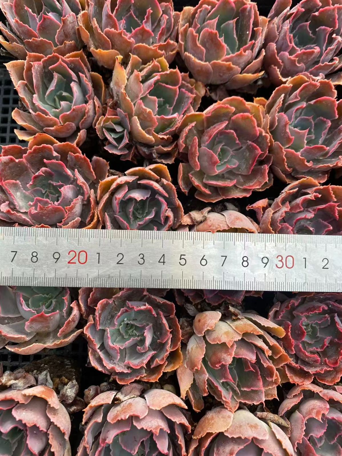韓国多肉カット苗 新入荷 20苗のカット苗セット バンカノマイ 多肉植物 第四種郵便にて