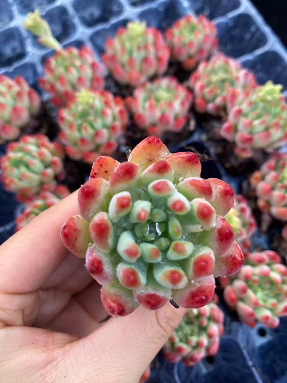 新入荷 20苗のカット苗セット レッドブルーアップル 多肉植物 第四種