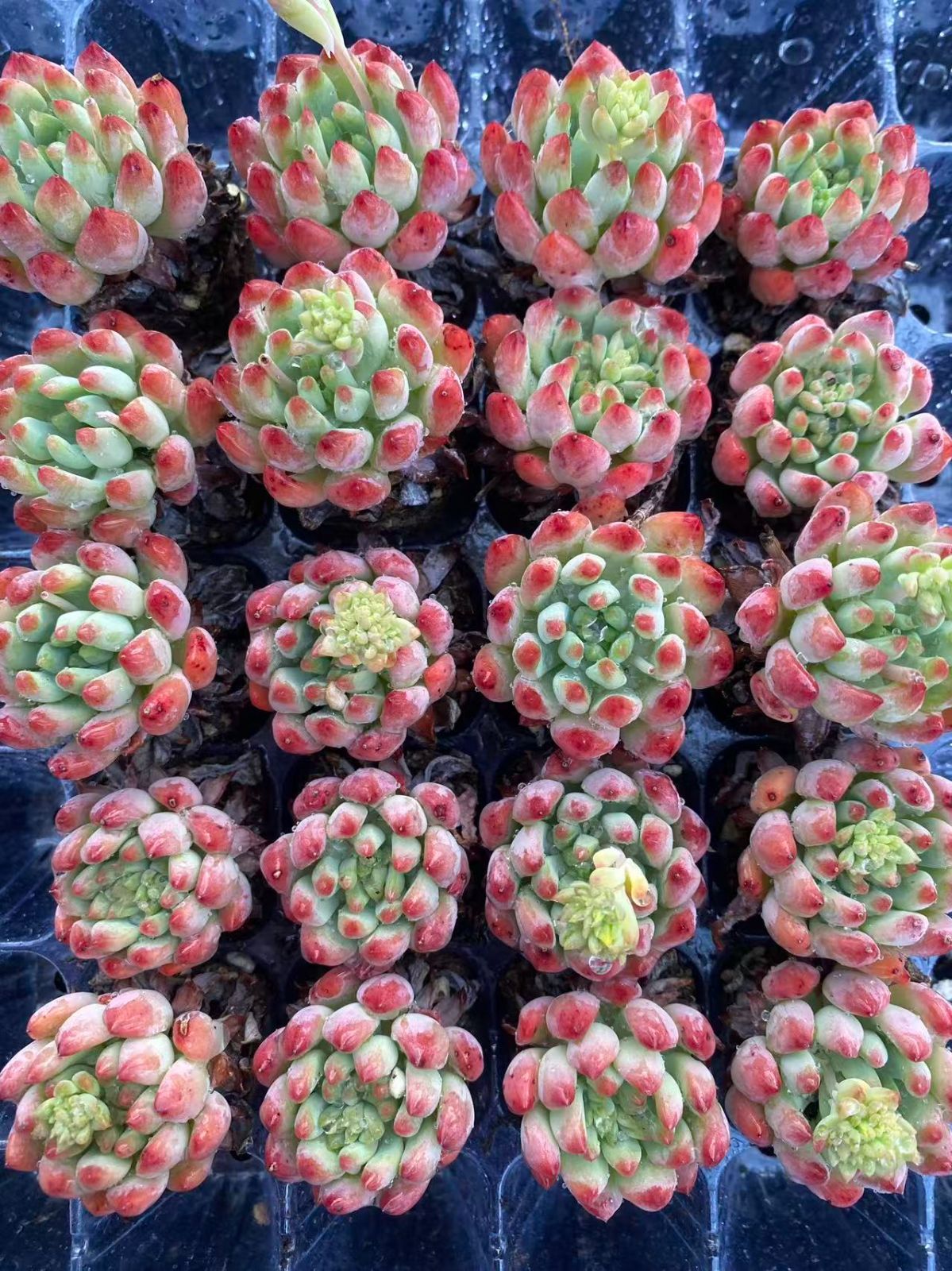 新入荷 20苗のカット苗セット レッドブルーアップル 多肉植物 第四種