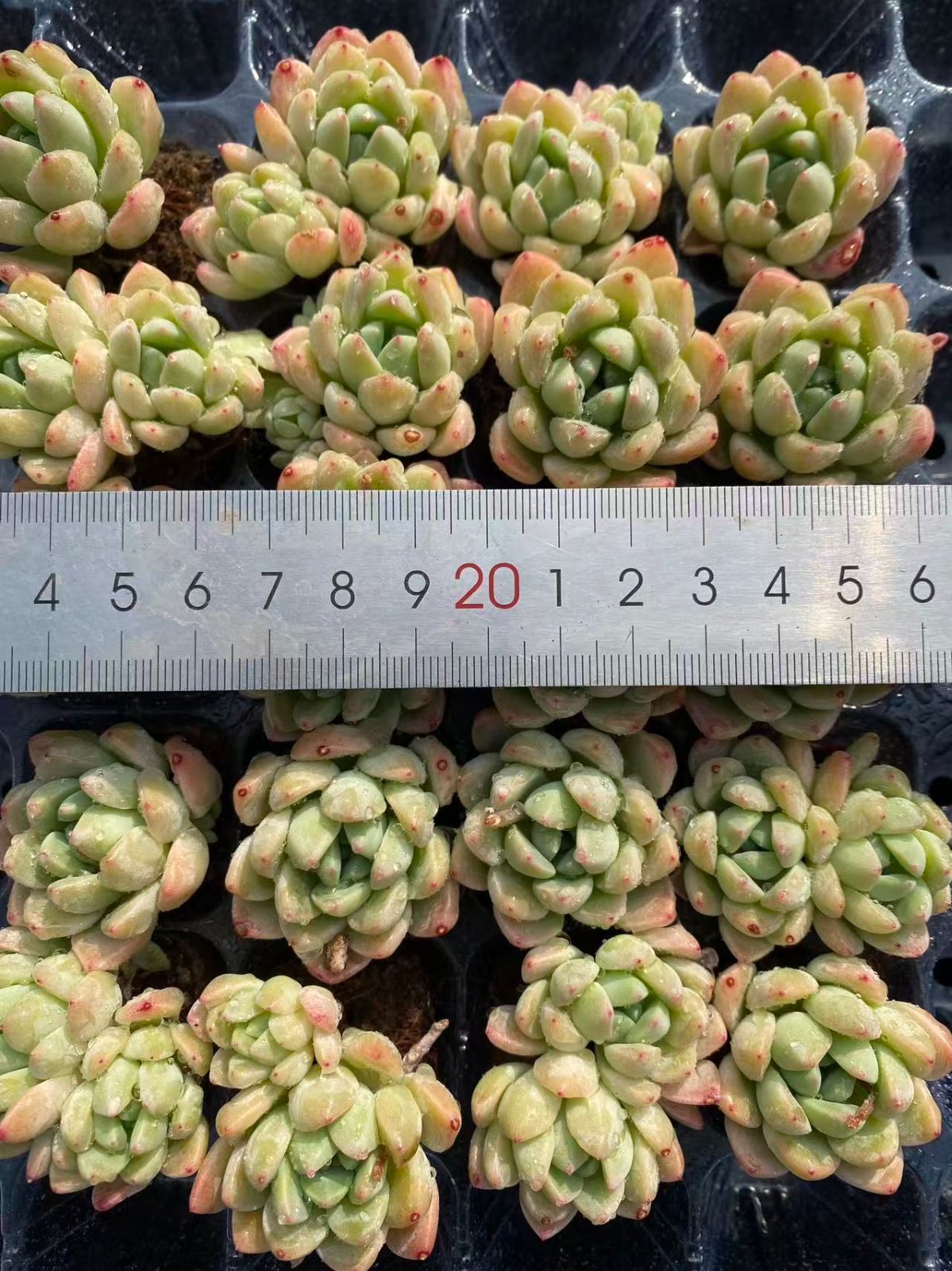新入荷 20苗のカット苗セット ギョクカン 多肉植物 第四種郵便にて発送