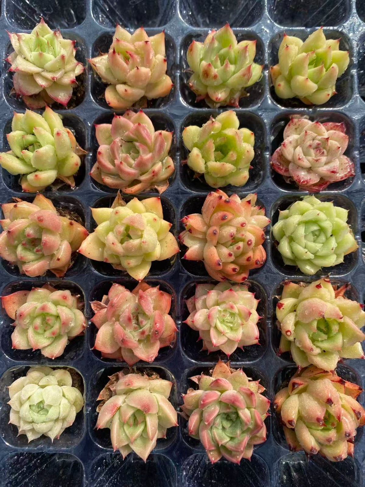 新入荷 20苗のカット苗セット セブンカラードウィートストーク 多肉