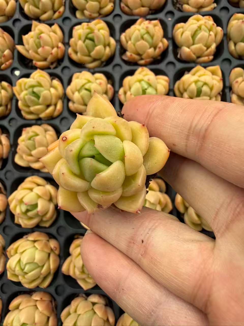 新入荷 20苗のカット苗セット アイスオレンジ 多肉植物 第四種郵便にて