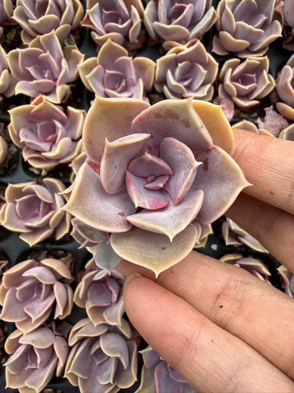 新入荷 20苗のカット苗セット ムラサキシンジュ 多肉植物 第四種郵便に