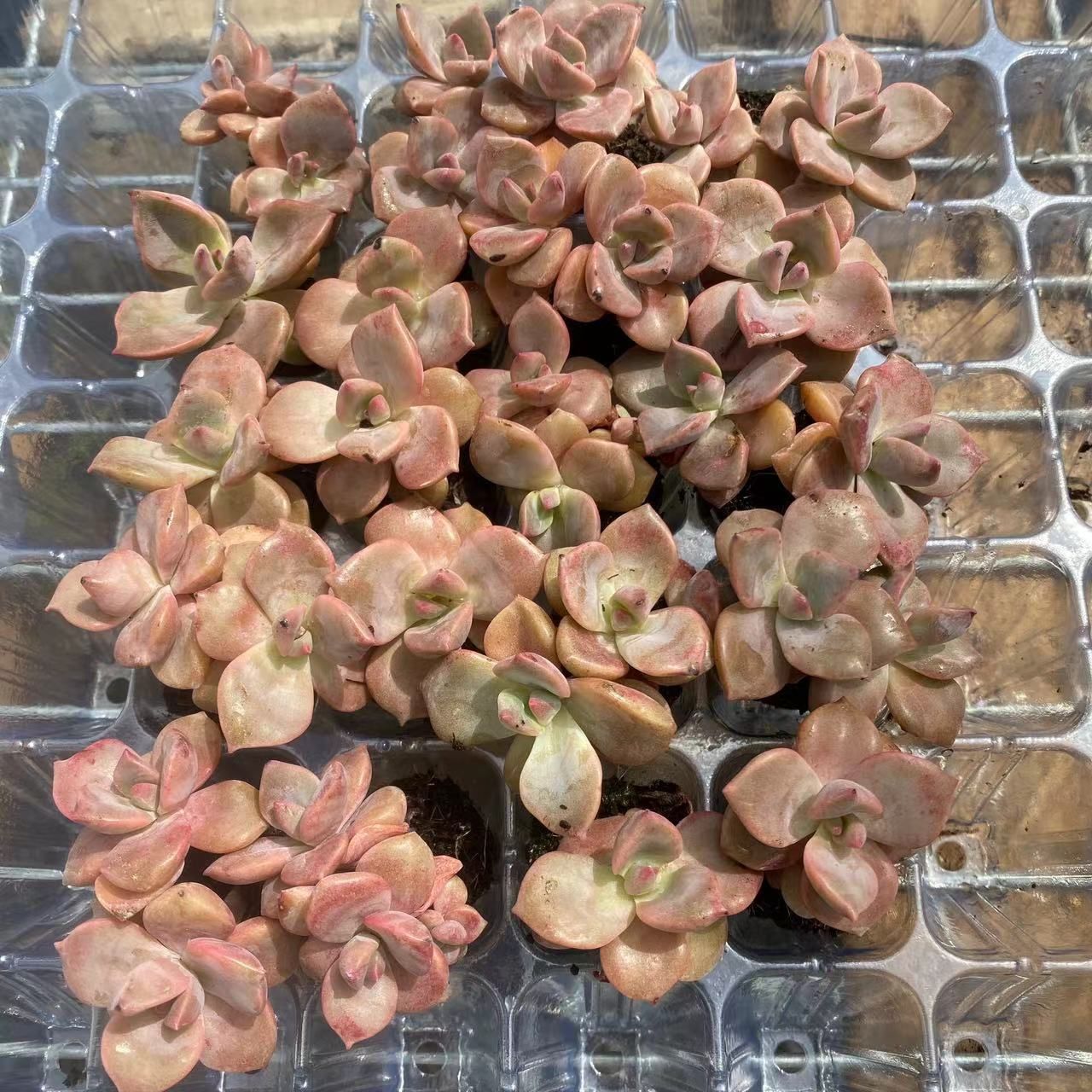 新入荷 20苗のカット苗セット スキットルズ 多肉植物 第四種郵便にて