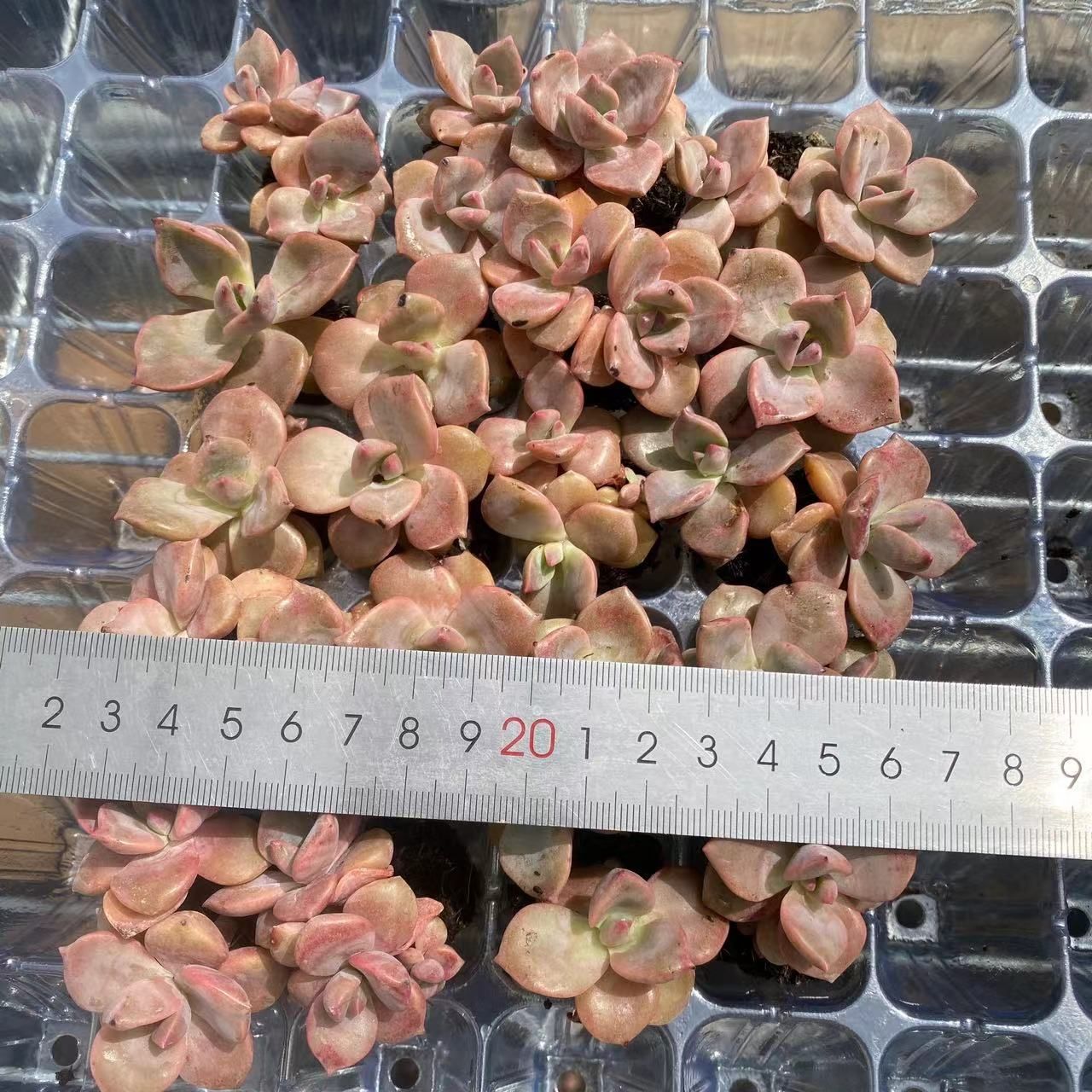 新入荷 20苗のカット苗セット スキットルズ 多肉植物 第四種郵便にて