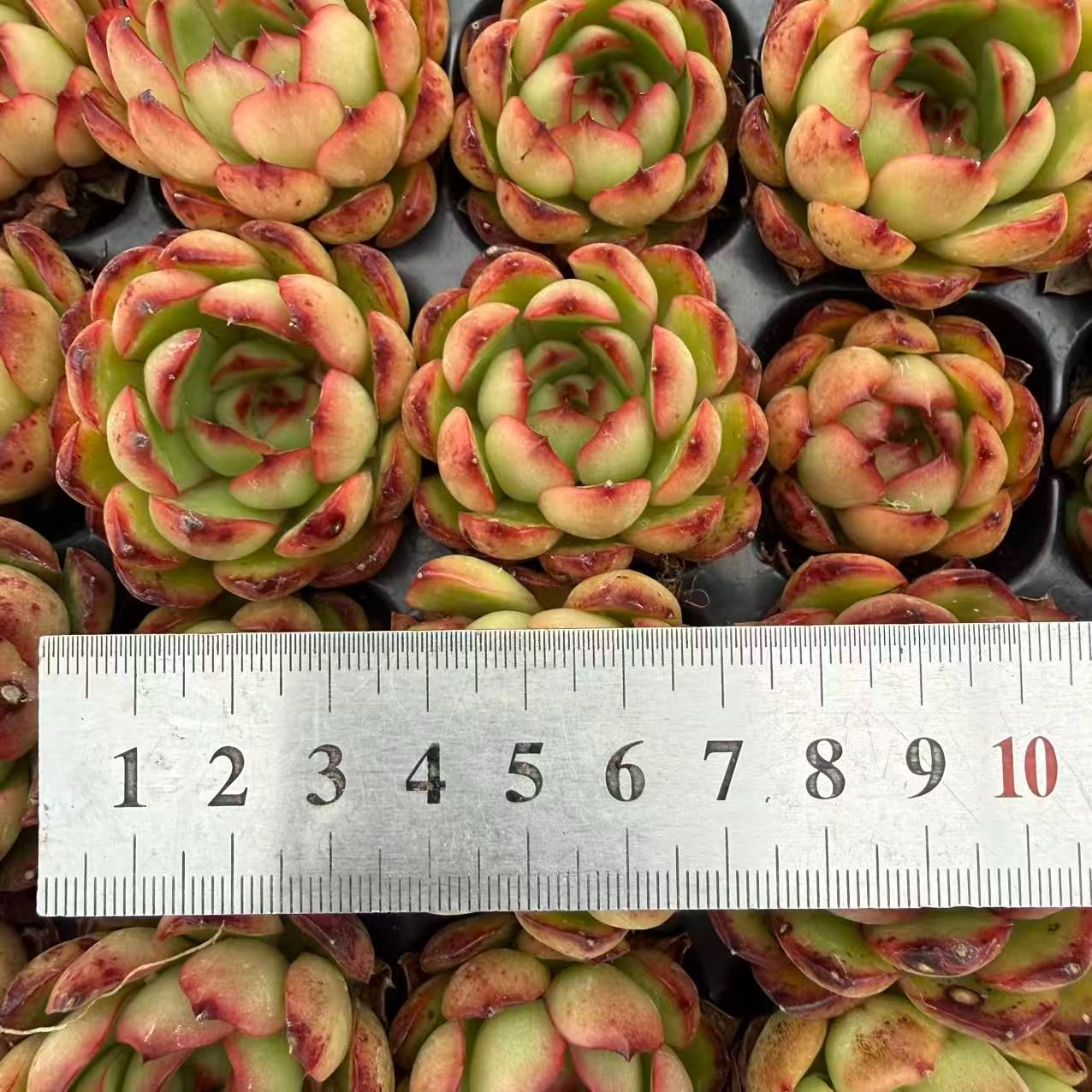 新入荷 20苗のカット苗セット ポリアンナ 多肉植物 第四種郵便にて発送