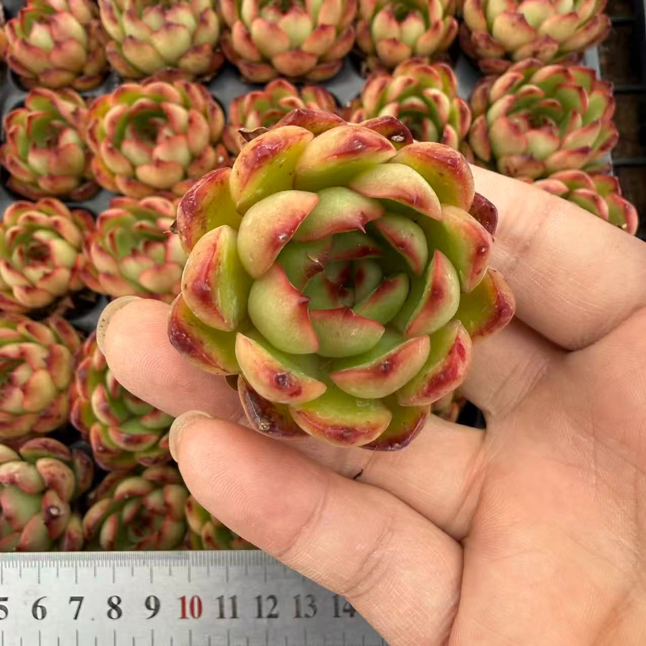 新入荷 20苗のカット苗セット ポリアンナ 多肉植物 第四種郵便にて発送