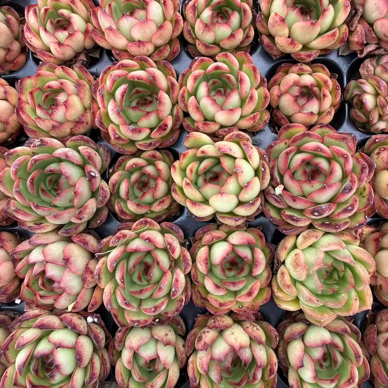 新入荷 20苗のカット苗セット ポリアンナ 多肉植物 第四種郵便にて発送