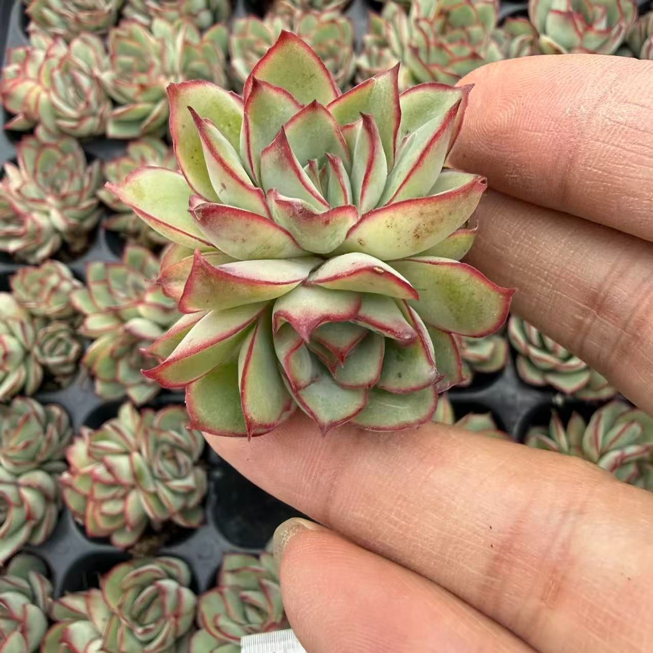 新入荷 20苗のカット苗セット ムーンライト 多肉植物 第四種郵便にて