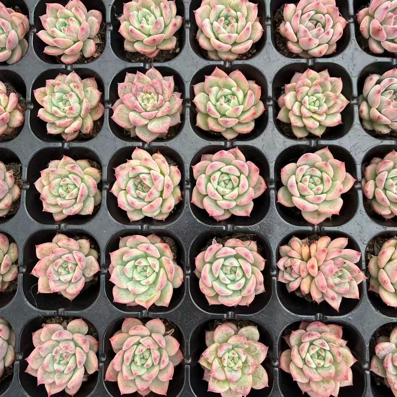 新入荷 20苗のカット苗セット エーケーマリア 多肉植物 第四種郵便にて