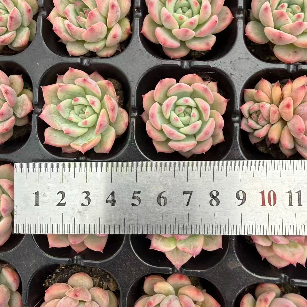 新入荷 20苗のカット苗セット エーケーマリア 多肉植物 第四種郵便にて