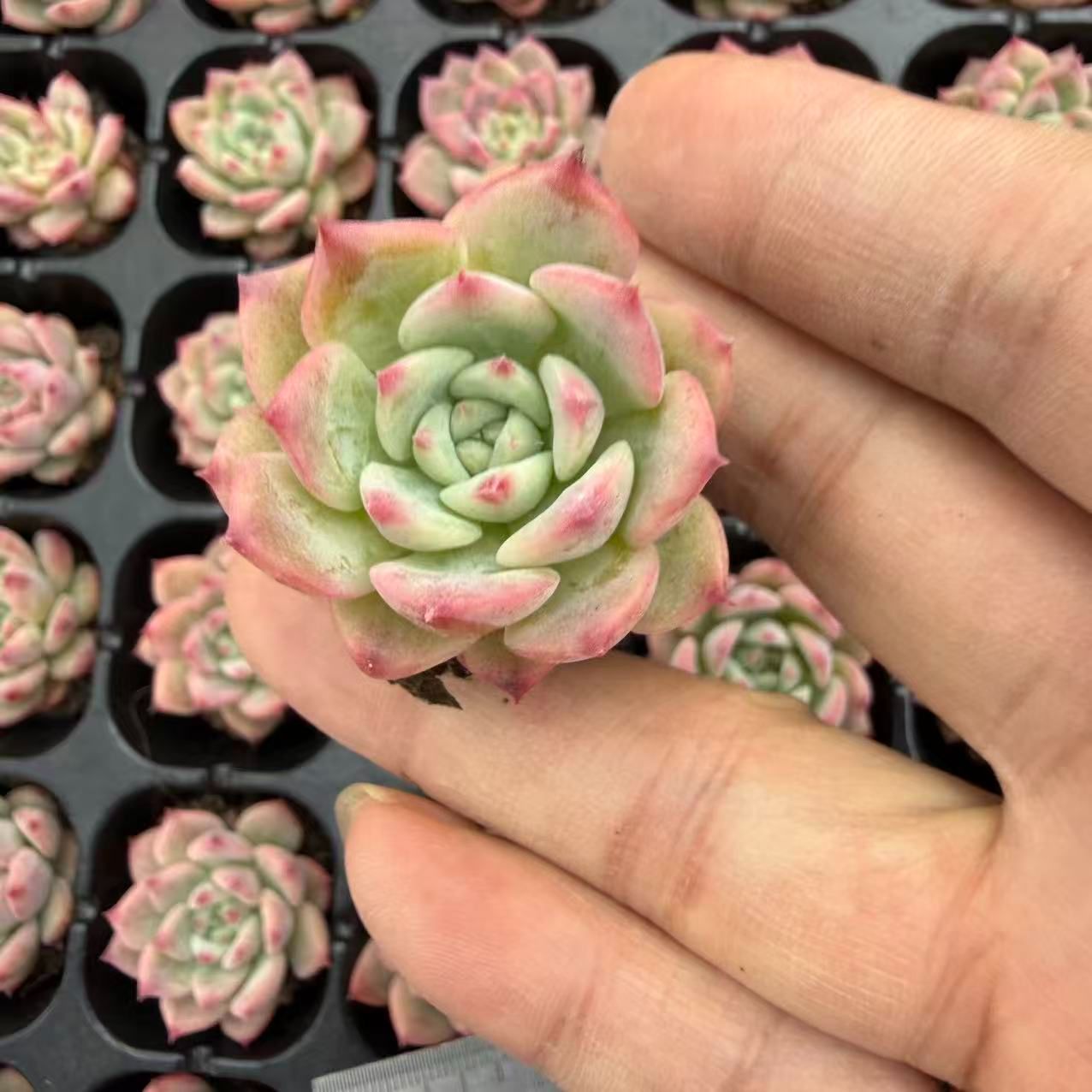 新入荷 20苗のカット苗セット エーケーマリア 多肉植物 第四種郵便にて