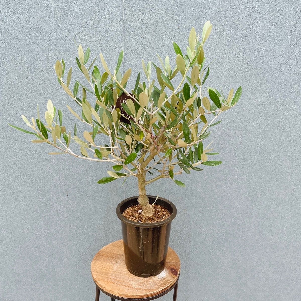 現品］♡かわいい♡ 29番 創樹 オリーブ ミッション 4号 観葉植物 小型