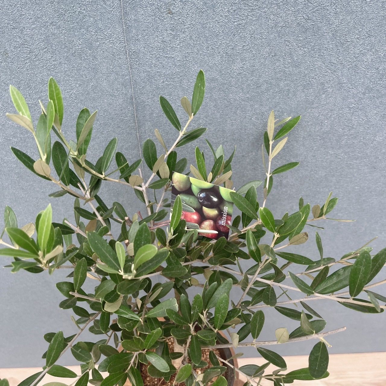 現品］♡かわいい♡ 29番 創樹 オリーブ ミッション 4号 観葉植物 小型