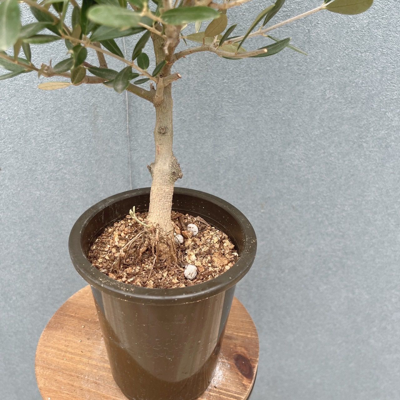 現品］♡かわいい♡ 29番 創樹 オリーブ ミッション 4号 観葉植物 小型