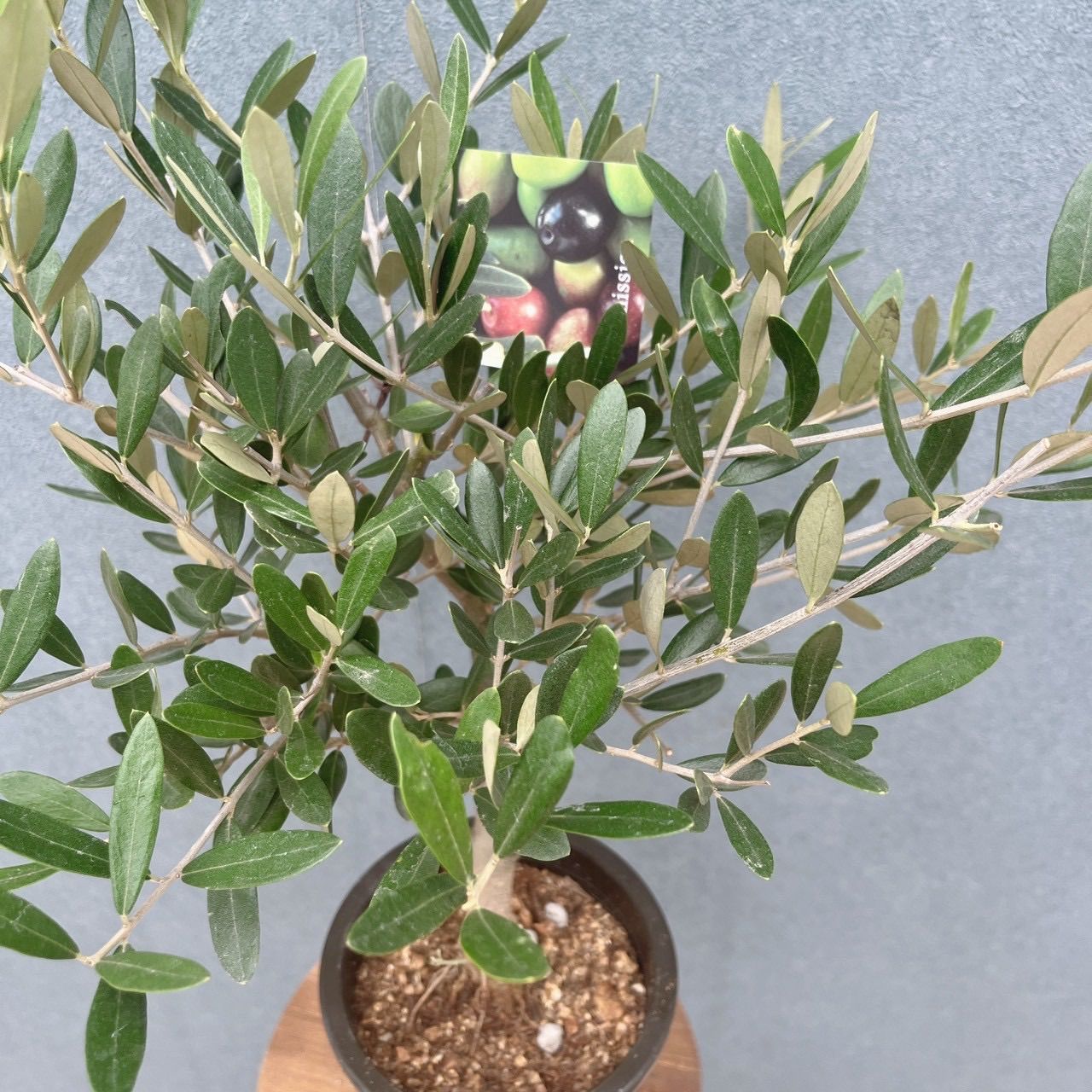 現品］♡かわいい♡ 29番 創樹 オリーブ ミッション 4号 観葉植物 小型