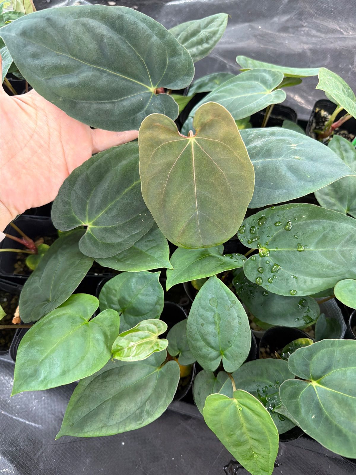 Anthurium 'Galaxy' x 'Goliath' アンスリウム - メルカリ