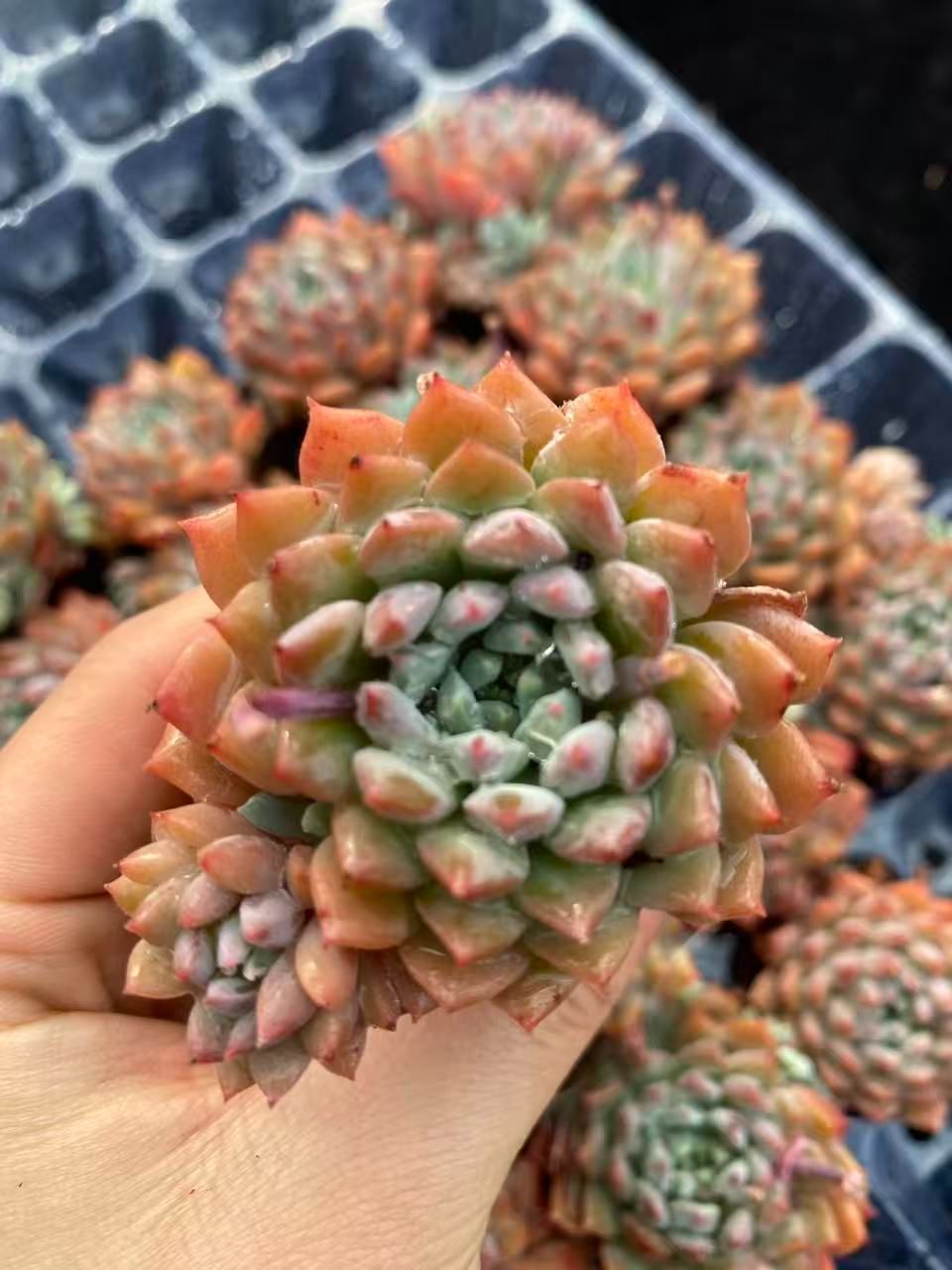 新入荷 20苗のカット苗セット ライオンリトルフェアリー 多肉植物 第四