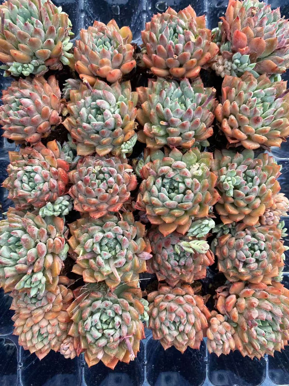 新入荷 20苗のカット苗セット ライオンリトルフェアリー 多肉植物 第四