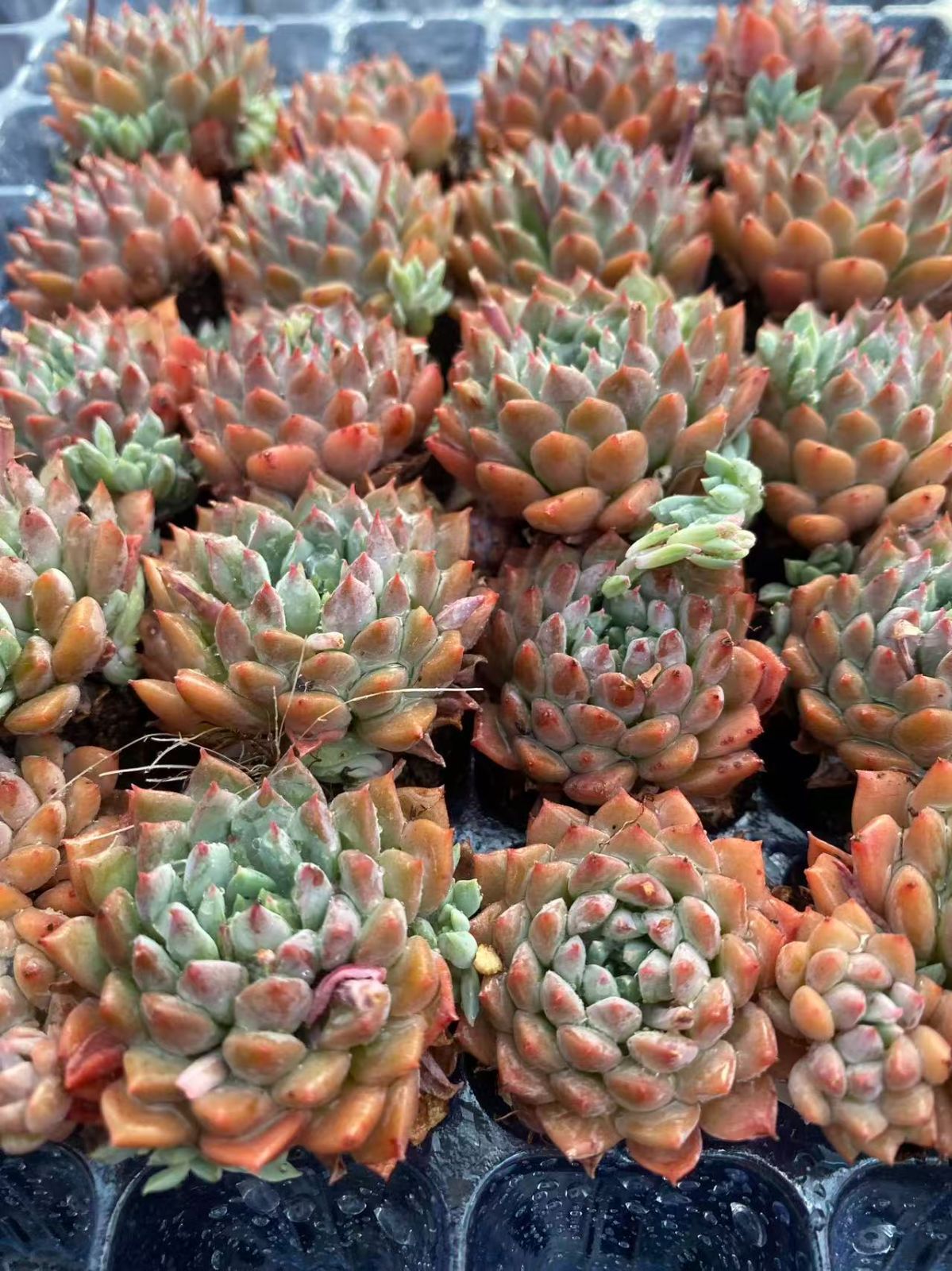 新入荷 20苗のカット苗セット ライオンリトルフェアリー 多肉植物 第四