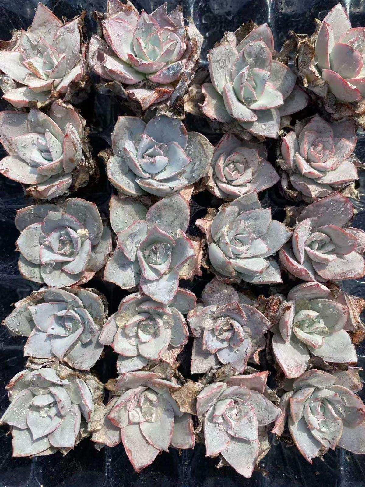 韓国多肉カット苗 新入荷 20苗のカット苗セット コウカンキュウ 多肉植物 第四種郵便にて