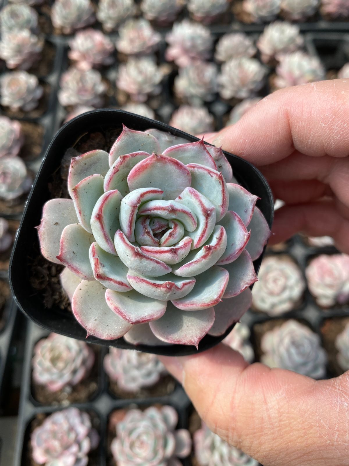多肉植物　Z6119　レース　24株　抜き苗　エケベリア　セダム　アエオニウム　韓国苗　寄せ植え　詰め合わせ 16,542円