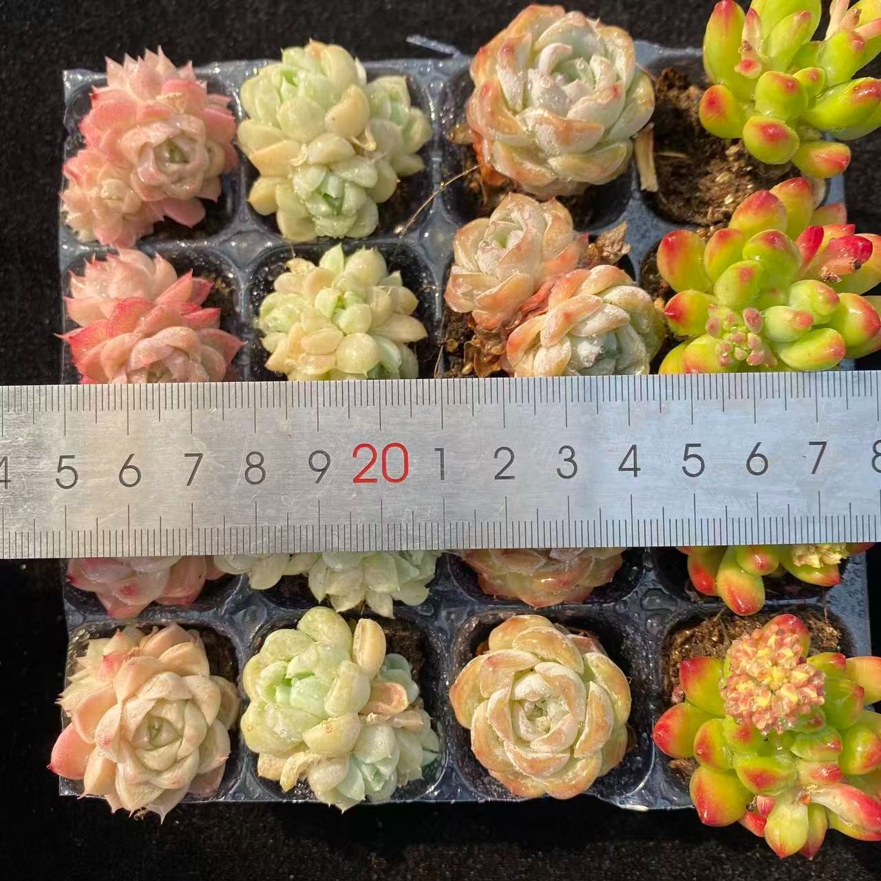 初心者向け！ 4種類 16苗セット 土と根付き 第四種郵便で発送 多肉植物