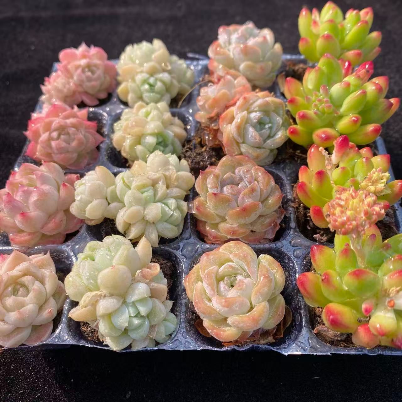 初心者向け！ 4種類 16苗セット 土と根付き 第四種郵便で発送 多肉植物