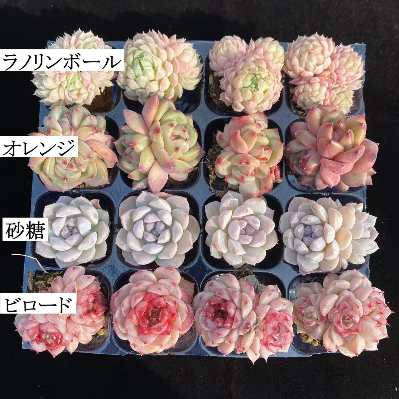 初心者向け！ 4種類 16苗セット 土と根付き 第四種郵便で発送 多肉植物
