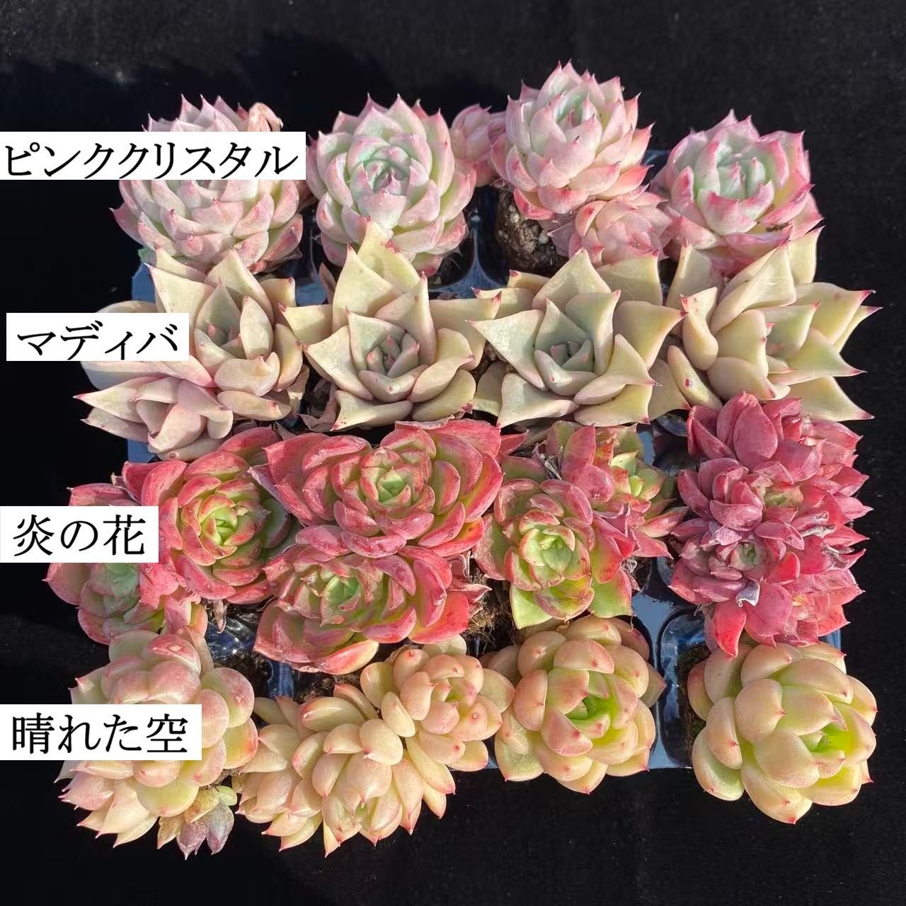 初心者向け！ 4種類 16苗セット 土と根付き 第四種郵便で発送 多肉植物