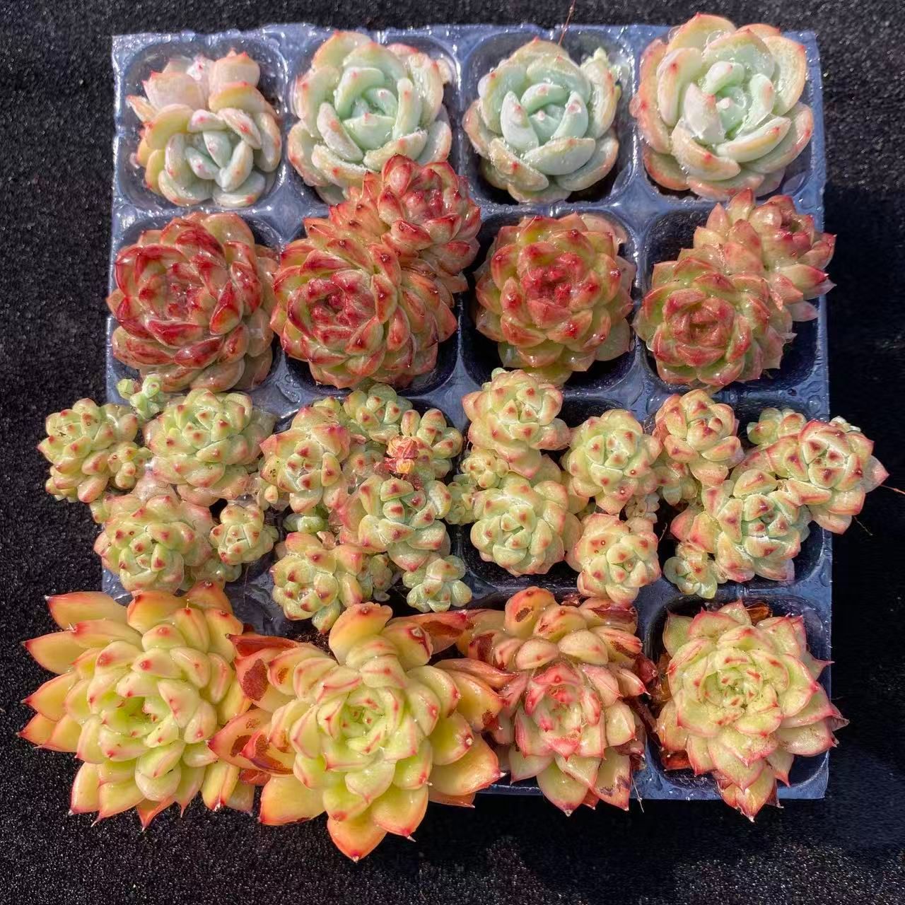 初心者向け！ 4種類 16苗セット 土と根付き 第四種郵便で発送 多肉植物