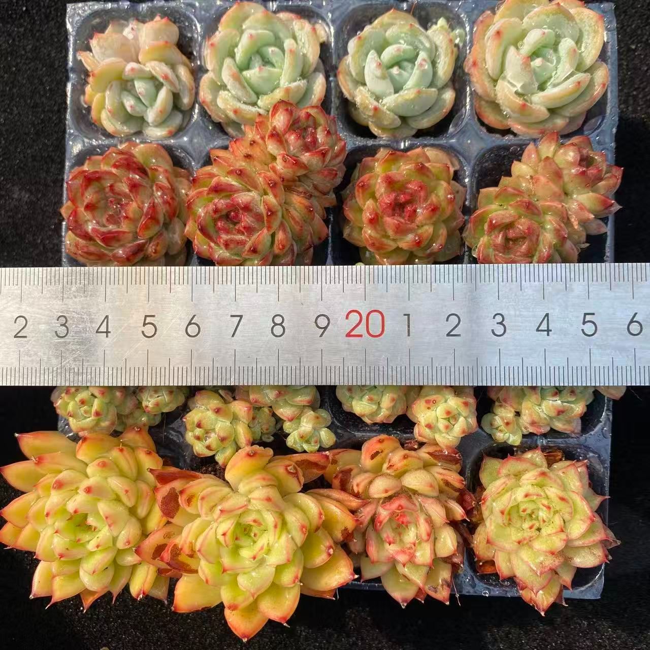 初心者向け！ 4種類 16苗セット 土と根付き 第四種郵便で発送 多肉植物