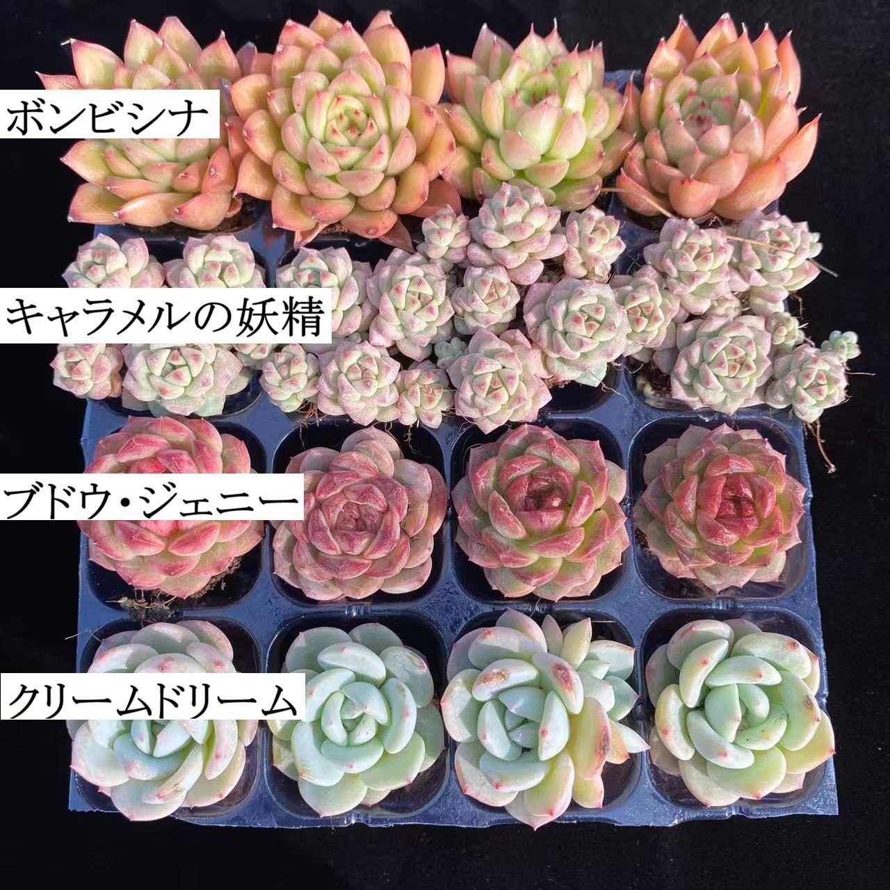 5. 多肉植物　エケベリア16品種　128苗セット 初心者向け！ 4種類 16苗セット 土と根付き 第四種郵便で発送 多肉植物