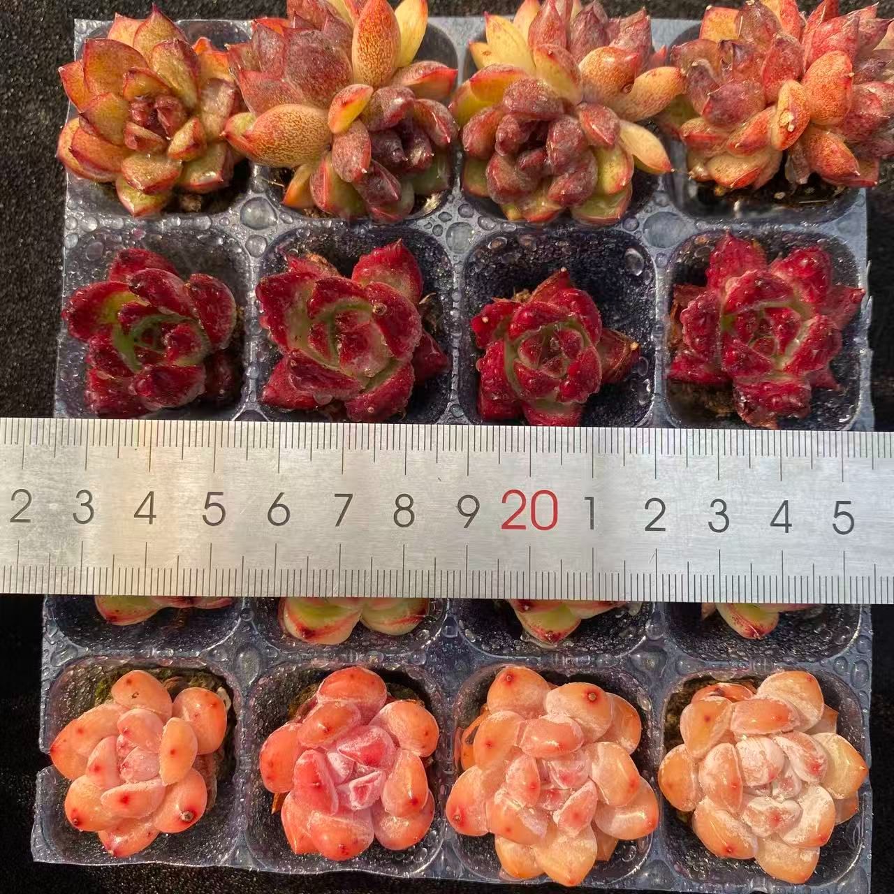 初心者向け！ 4種類 16苗セット 土と根付き 第四種郵便で発送 多肉植物