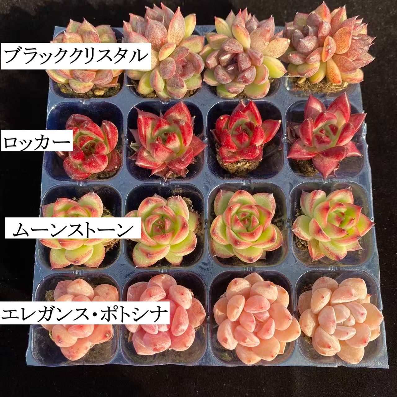 初心者向け！ 4種類 16苗セット 土と根付き 第四種郵便で発送 多肉植物