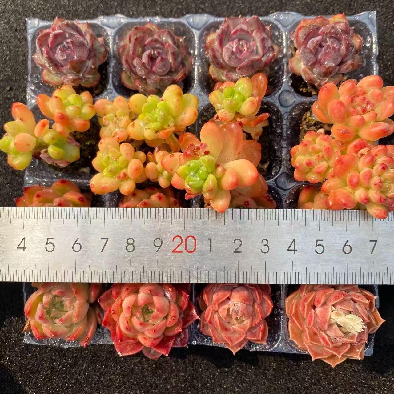 初心者向け！ 4種類 16苗セット 土と根付き 第四種郵便で発送 多肉植物