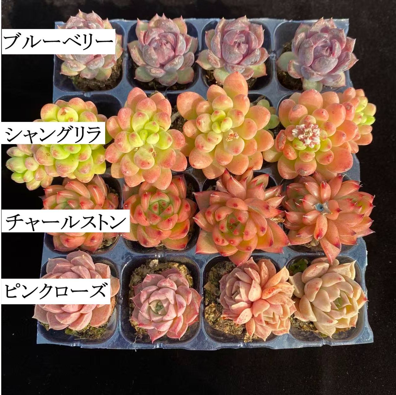 初心者向け！ 4種類 16苗セット 土と根付き 第四種郵便で発送 多肉植物