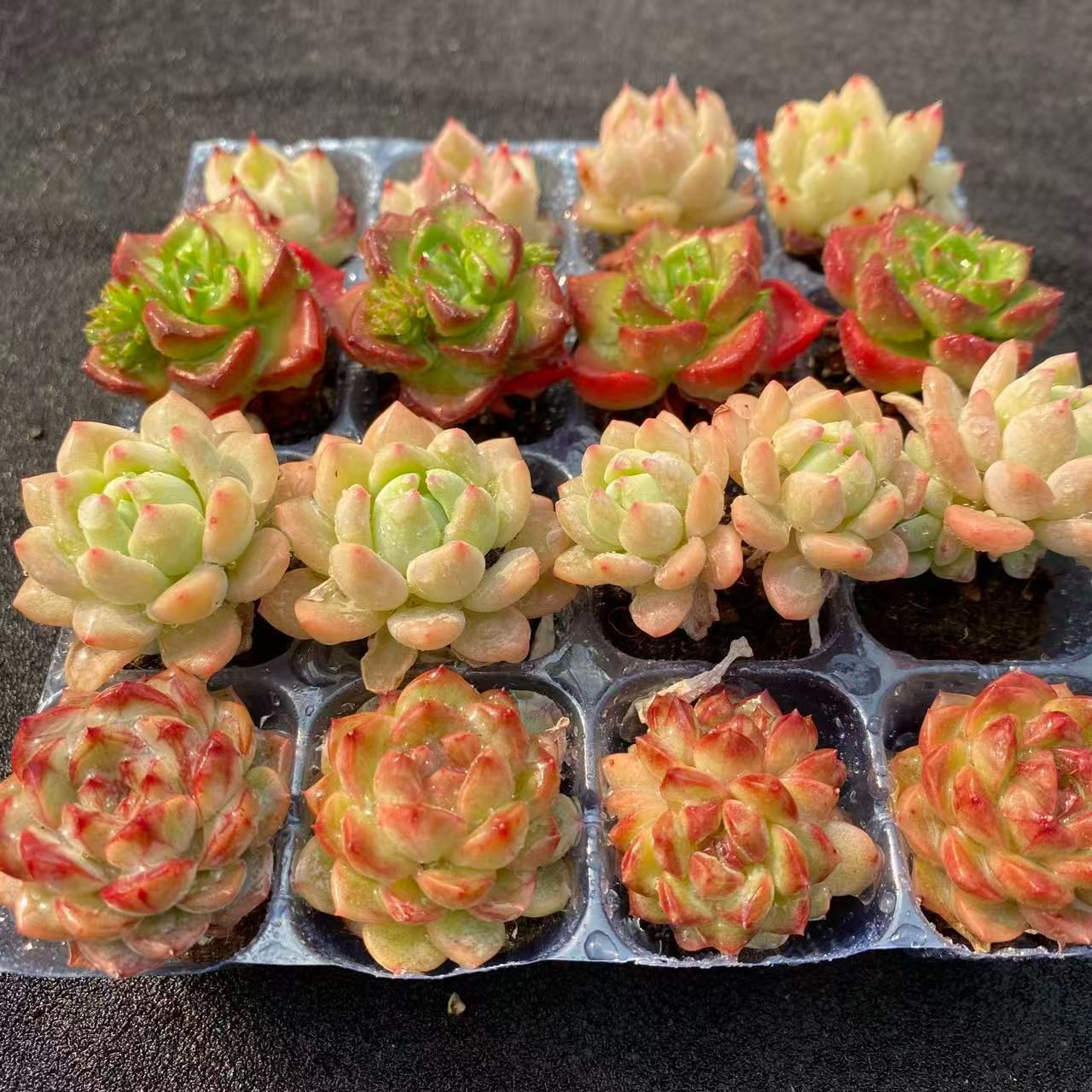 初心者向け！ 4種類 16苗セット 土と根付き 第四種郵便で発送 多肉植物