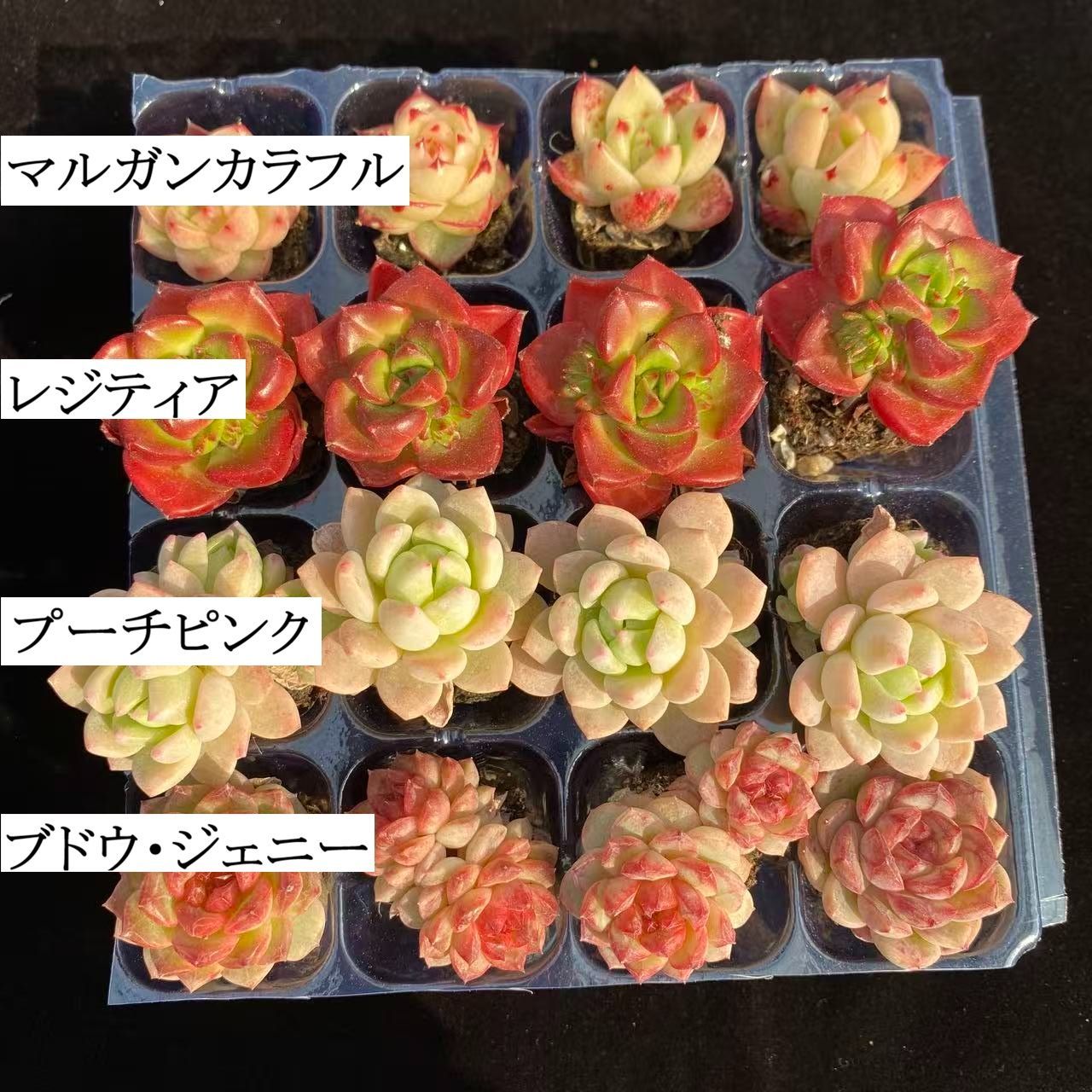 初心者向け！ 4種類 16苗セット 土と根付き 第四種郵便で発送 多肉植物