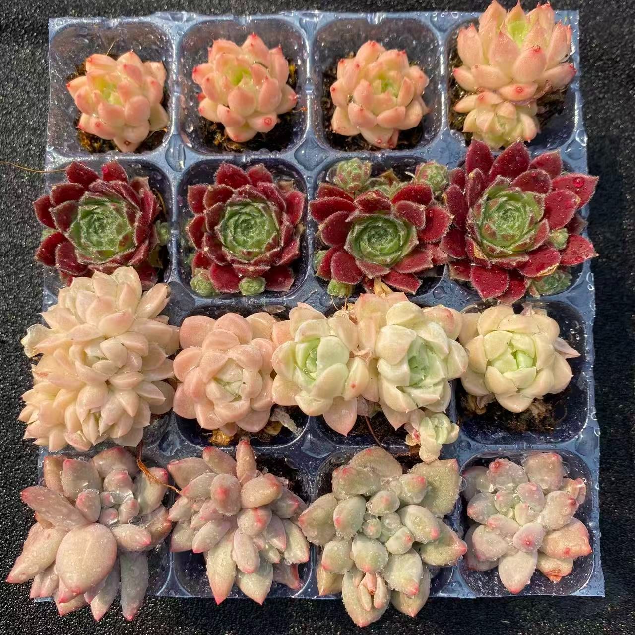 初心者向け！ 4種類 16苗セット 土と根付き 第四種郵便で発送 多肉植物