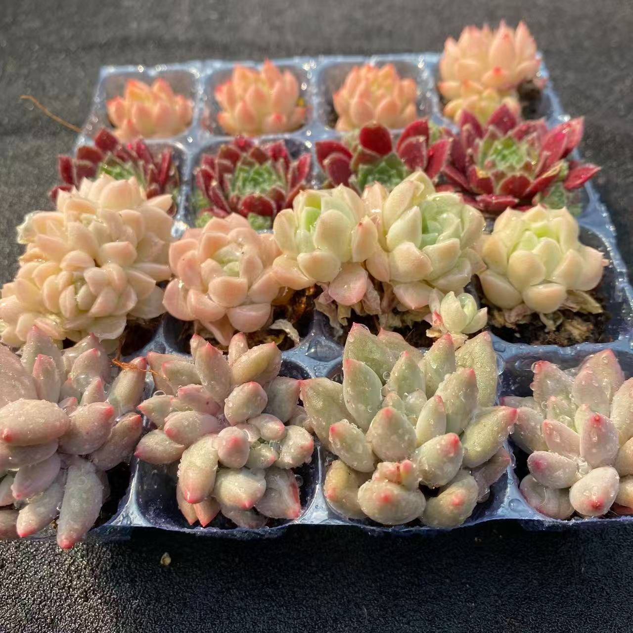 初心者向け！ 4種類 16苗セット 土と根付き 第四種郵便で発送 多肉植物