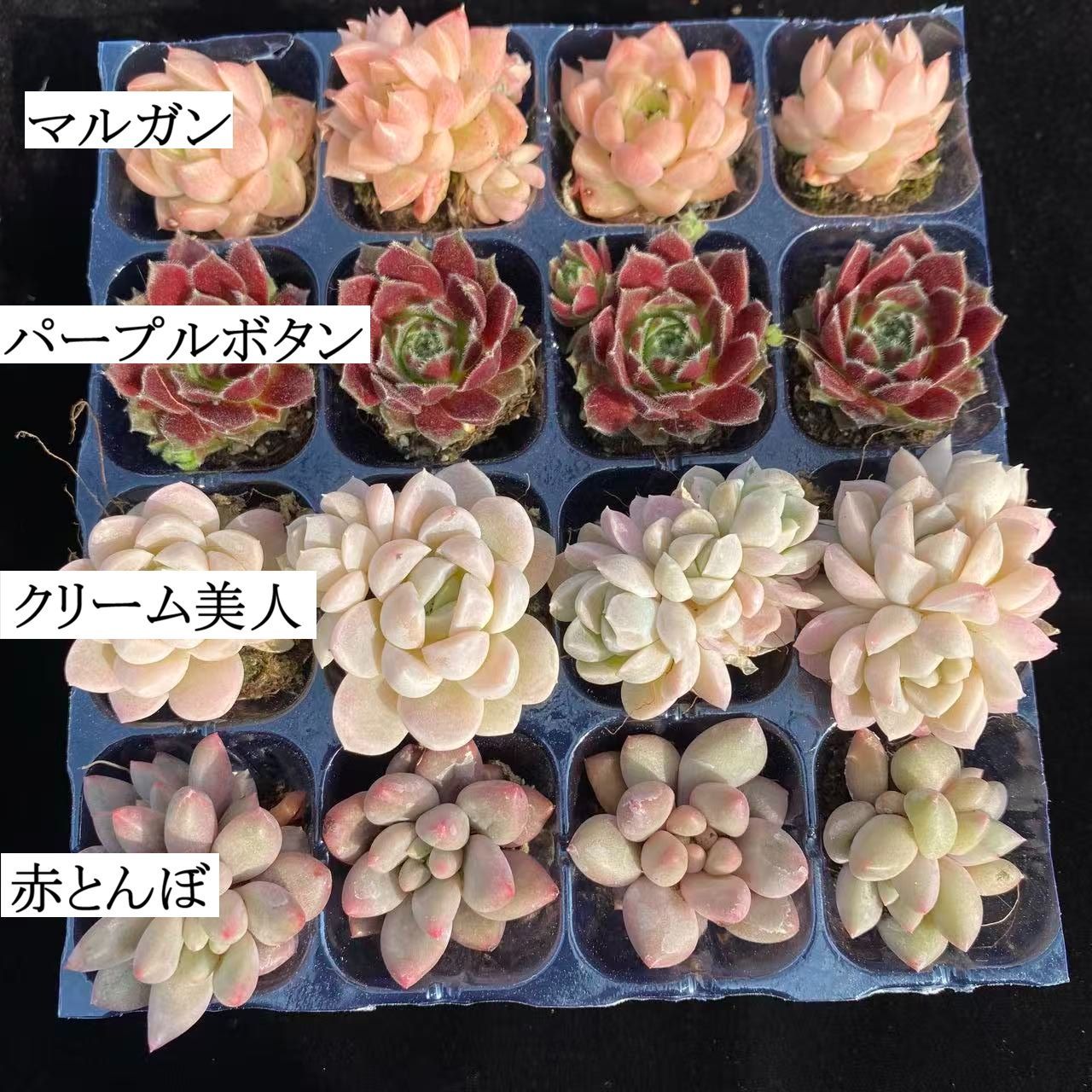 初心者向け！ 4種類 16苗セット 土と根付き 第四種郵便で発送 多肉植物