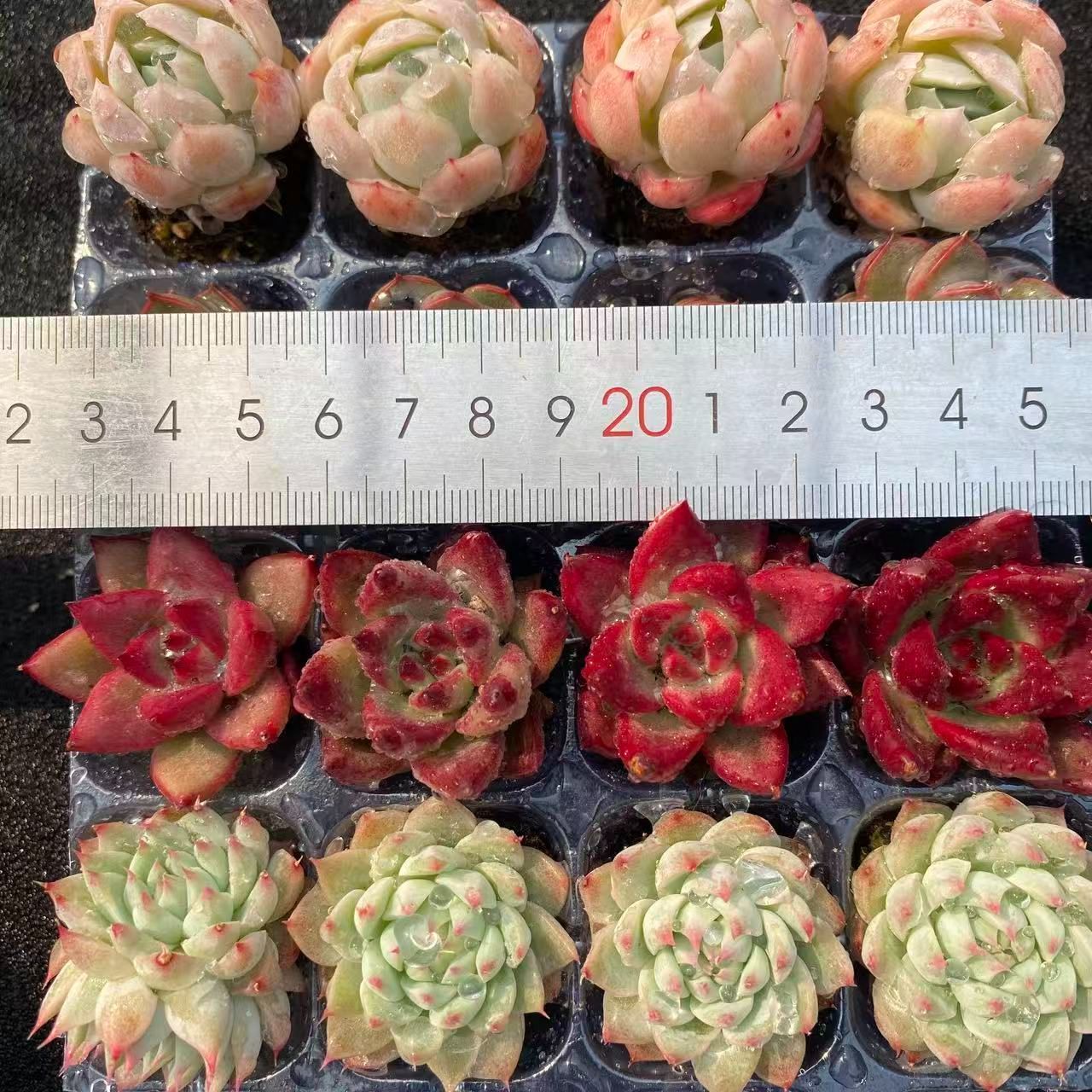 初心者向け！ 4種類 16苗セット 土と根付き 第四種郵便で発送 多肉植物