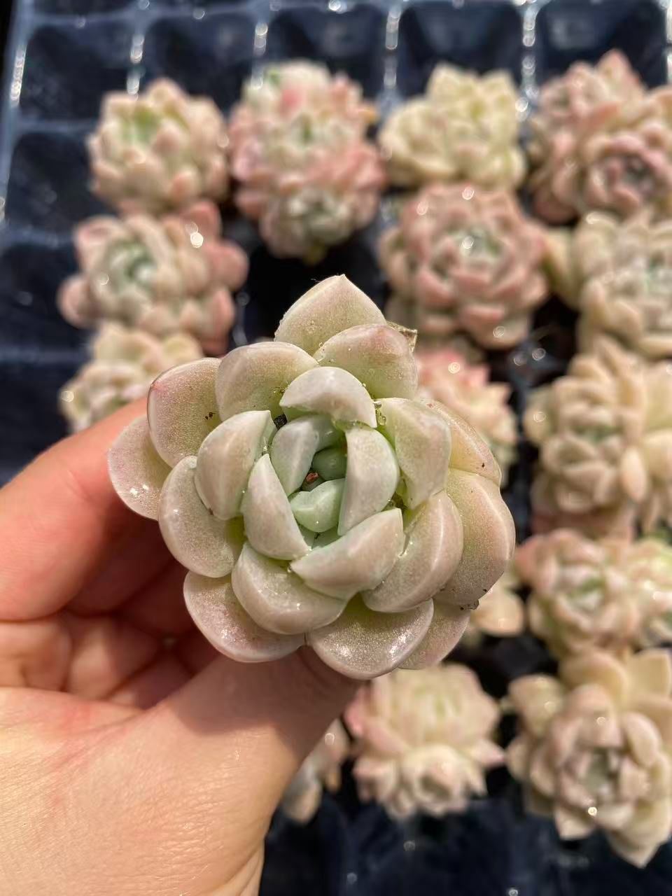 新入荷 クリームビジン×20苗 A0147抜き苗 多肉植物 詰め合わせ