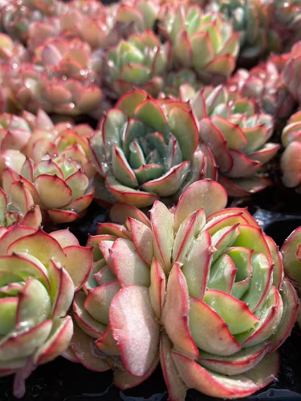 新入荷 パラメラ×24苗 A0123抜き苗 多肉植物 詰め合わせ アエオニウム