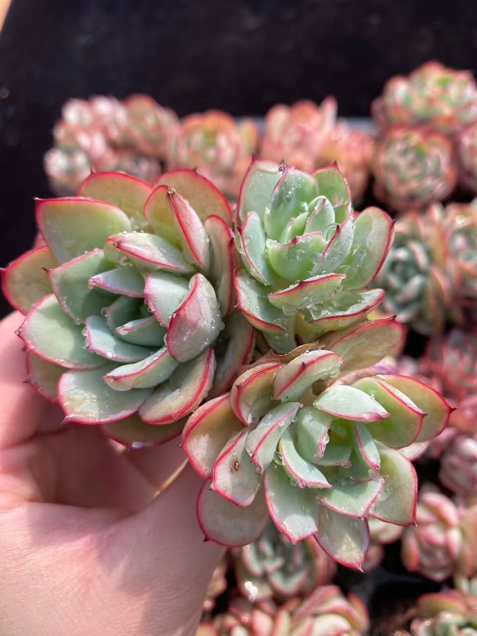 新入荷 パラメラ×24苗 A0123抜き苗 多肉植物 詰め合わせ アエオニウム