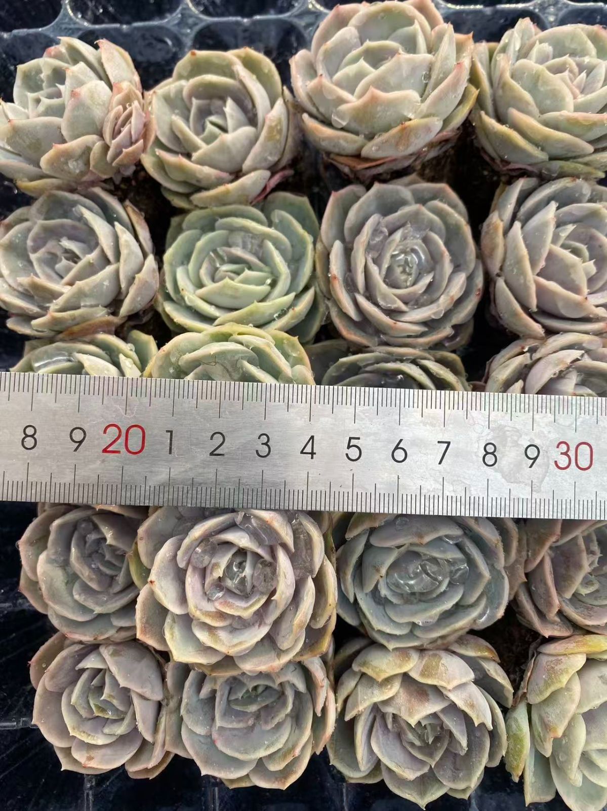 新入荷 ラージブルーサプライズ×20苗 A0108抜き苗 多肉植物 詰め合わせ