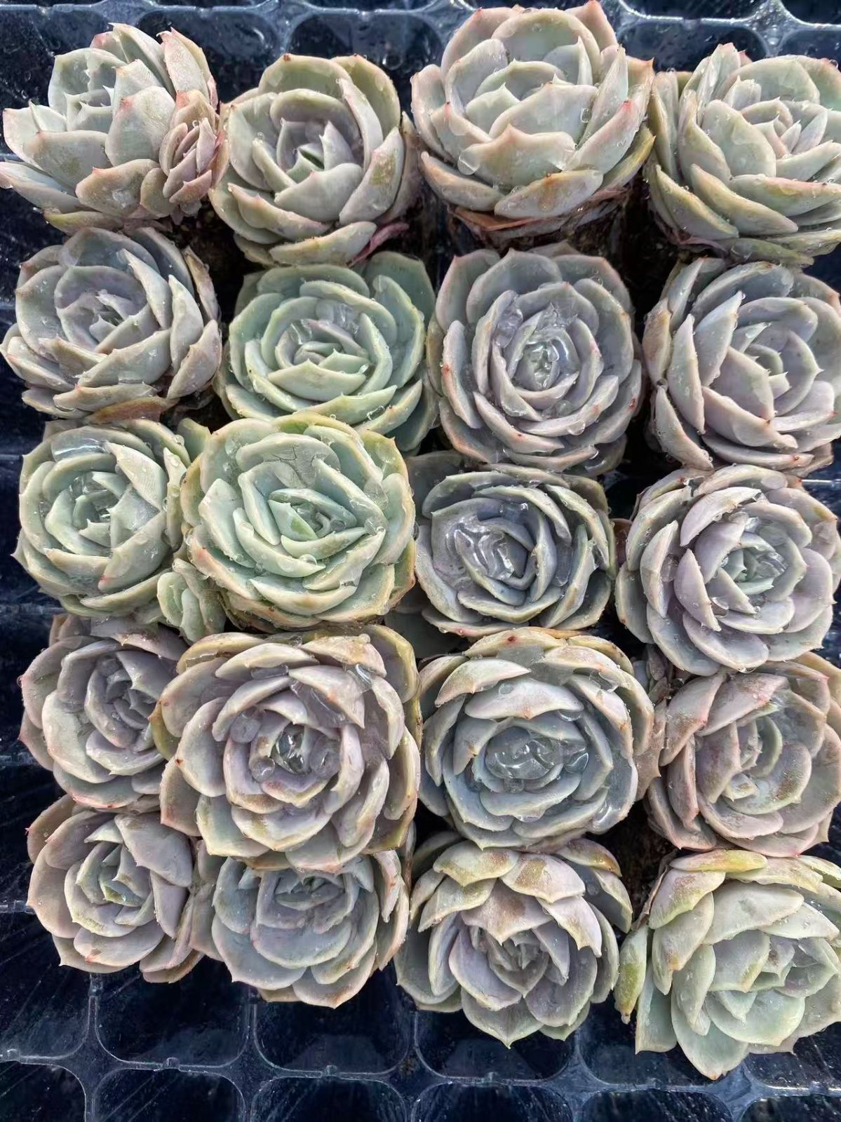 新入荷 ラージブルーサプライズ×20苗 A0108抜き苗 多肉植物 詰め合わせ