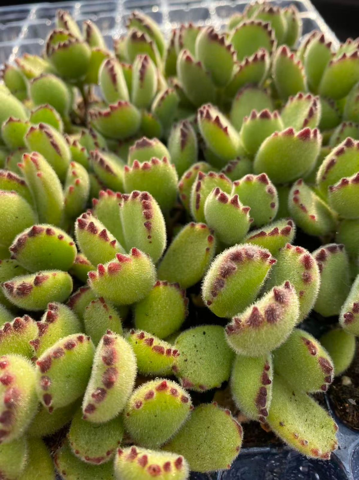 新入荷 クマドウジ×20苗 A0107抜き苗 多肉植物 詰め合わせ
